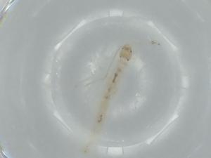  ( - BIOUG56210-D05)  @11 [ ] CreativeCommons - Attribution (2020) Centre for Biodiversity Genomics Centre for Biodiversity Genomics