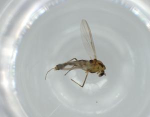  ( - BIOUG56219-F12)  @11 [ ] CreativeCommons - Attribution (2020) Centre for Biodiversity Genomics Centre for Biodiversity Genomics