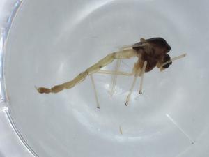  ( - BIOUG56220-C12)  @11 [ ] CreativeCommons - Attribution (2020) Centre for Biodiversity Genomics Centre for Biodiversity Genomics