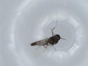  ( - BIOUG56220-E04)  @11 [ ] CreativeCommons - Attribution (2020) Centre for Biodiversity Genomics Centre for Biodiversity Genomics