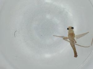  ( - BIOUG56223-A06)  @11 [ ] CreativeCommons - Attribution (2020) Centre for Biodiversity Genomics Centre for Biodiversity Genomics