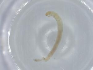  ( - BIOUG56502-C10)  @11 [ ] CreativeCommons - Attribution (2020) Centre for Biodiversity Genomics Centre for Biodiversity Genomics