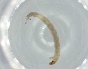  ( - BIOUG56503-F02)  @11 [ ] CreativeCommons - Attribution (2020) Centre for Biodiversity Genomics Centre for Biodiversity Genomics