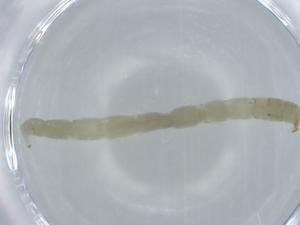  ( - BIOUG56504-B09)  @11 [ ] CreativeCommons - Attribution (2020) Centre for Biodiversity Genomics Centre for Biodiversity Genomics