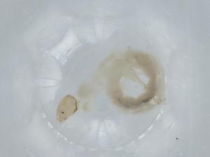  ( - BIOUG56504-B08)  @11 [ ] CreativeCommons - Attribution (2020) Centre for Biodiversity Genomics Centre for Biodiversity Genomics