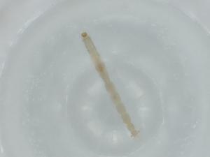  ( - BIOUG56505-C10)  @11 [ ] CreativeCommons - Attribution (2020) Centre for Biodiversity Genomics Centre for Biodiversity Genomics