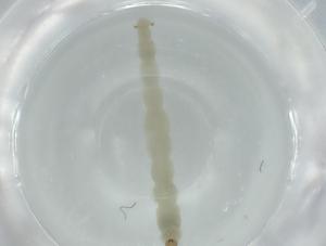  ( - BIOUG56505-C12)  @11 [ ] CreativeCommons - Attribution (2020) Centre for Biodiversity Genomics Centre for Biodiversity Genomics