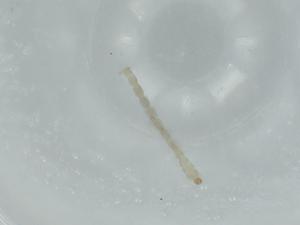  ( - BIOUG56505-D11)  @11 [ ] CreativeCommons - Attribution (2020) Centre for Biodiversity Genomics Centre for Biodiversity Genomics