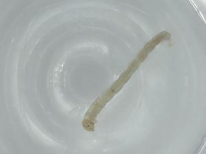  ( - BIOUG56506-A12)  @11 [ ] CreativeCommons - Attribution (2020) Centre for Biodiversity Genomics Centre for Biodiversity Genomics