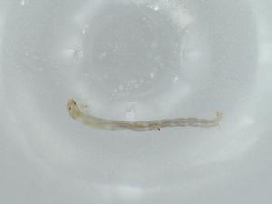  ( - BIOUG56506-B03)  @11 [ ] CreativeCommons - Attribution (2020) Centre for Biodiversity Genomics Centre for Biodiversity Genomics