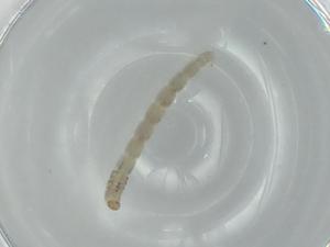  ( - BIOUG56510-H04)  @11 [ ] CreativeCommons - Attribution (2020) Centre for Biodiversity Genomics Centre for Biodiversity Genomics