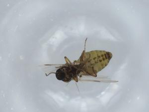  ( - BIOUG56524-E11)  @11 [ ] CreativeCommons - Attribution (2020) Centre for Biodiversity Genomics Centre for Biodiversity Genomics