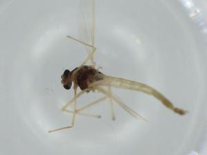  ( - BIOUG56530-F06)  @11 [ ] CreativeCommons - Attribution (2020) Centre for Biodiversity Genomics Centre for Biodiversity Genomics