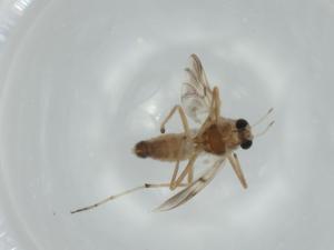  ( - BIOUG56532-E11)  @11 [ ] CreativeCommons - Attribution (2020) Centre for Biodiversity Genomics Centre for Biodiversity Genomics