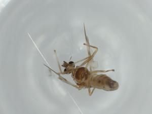  ( - BIOUG57302-A10)  @11 [ ] CreativeCommons - Attribution (2020) Centre for Biodiversity Genomics Centre for Biodiversity Genomics