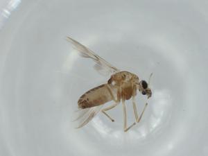  ( - BIOUG57302-C02)  @11 [ ] CreativeCommons - Attribution (2020) Centre for Biodiversity Genomics Centre for Biodiversity Genomics