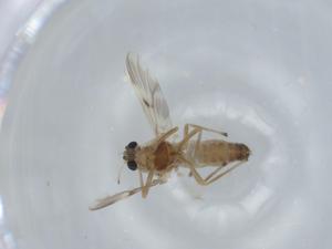  ( - BIOUG57303-B07)  @11 [ ] CreativeCommons - Attribution (2020) Centre for Biodiversity Genomics Centre for Biodiversity Genomics