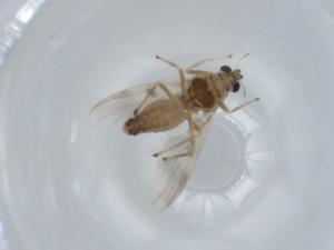  ( - BIOUG57303-E04)  @11 [ ] CreativeCommons - Attribution (2020) Centre for Biodiversity Genomics Centre for Biodiversity Genomics