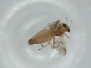  ( - BIOUG57305-D12)  @11 [ ] CreativeCommons - Attribution (2020) Centre for Biodiversity Genomics Centre for Biodiversity Genomics