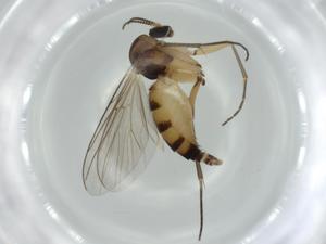  ( - BIOUG57306-D02)  @11 [ ] CreativeCommons - Attribution (2020) Centre for Biodiversity Genomics Centre for Biodiversity Genomics