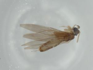  ( - BIOUG57306-A09)  @11 [ ] CreativeCommons - Attribution (2020) Centre for Biodiversity Genomics Centre for Biodiversity Genomics