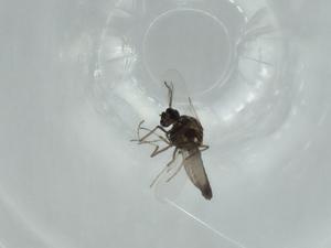  ( - BIOUG57613-B12)  @11 [ ] CreativeCommons - Attribution (2020) Centre for Biodiversity Genomics Centre for Biodiversity Genomics