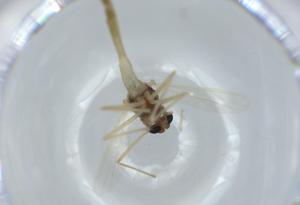  ( - BIOUG57618-B03)  @11 [ ] CreativeCommons - Attribution (2020) Centre for Biodiversity Genomics Centre for Biodiversity Genomics