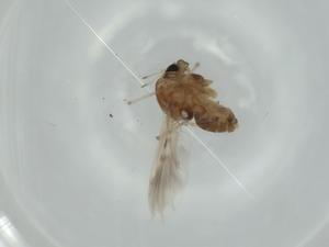  ( - BIOUG57623-F05)  @11 [ ] CreativeCommons - Attribution (2020) Centre for Biodiversity Genomics Centre for Biodiversity Genomics