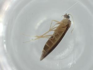  ( - BIOUG57639-C01)  @11 [ ] CreativeCommons - Attribution (2020) Centre for Biodiversity Genomics Centre for Biodiversity Genomics