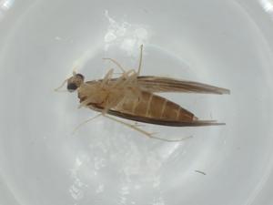  ( - BIOUG57639-C06)  @11 [ ] CreativeCommons - Attribution (2020) Centre for Biodiversity Genomics Centre for Biodiversity Genomics