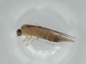  ( - BIOUG57639-C12)  @11 [ ] CreativeCommons - Attribution (2020) Centre for Biodiversity Genomics Centre for Biodiversity Genomics