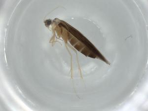  ( - BIOUG57639-D01)  @11 [ ] CreativeCommons - Attribution (2020) Centre for Biodiversity Genomics Centre for Biodiversity Genomics