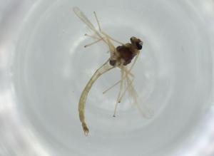  ( - BIOUG57643-E01)  @11 [ ] CreativeCommons - Attribution (2020) Centre for Biodiversity Genomics Centre for Biodiversity Genomics