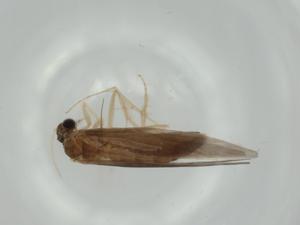  ( - BIOUG57647-F04)  @11 [ ] CreativeCommons - Attribution (2020) Centre for Biodiversity Genomics Centre for Biodiversity Genomics