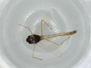  ( - BIOUG60003-D01)  @11 [ ] CreativeCommons - Attribution (2020) Centre for Biodiversity Genomics Centre for Biodiversity Genomics