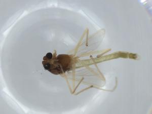  ( - BIOUG60004-D08)  @11 [ ] CreativeCommons - Attribution (2020) Centre for Biodiversity Genomics Centre for Biodiversity Genomics