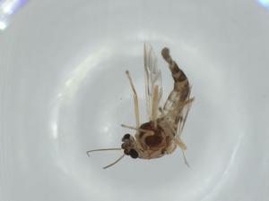  ( - BIOUG60005-F06)  @11 [ ] CreativeCommons - Attribution (2020) Centre for Biodiversity Genomics Centre for Biodiversity Genomics