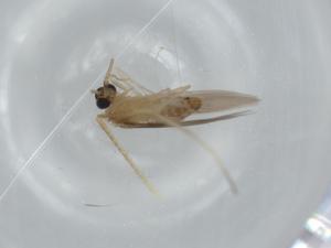  ( - BIOUG60007-C05)  @11 [ ] CreativeCommons - Attribution (2020) Centre for Biodiversity Genomics Centre for Biodiversity Genomics