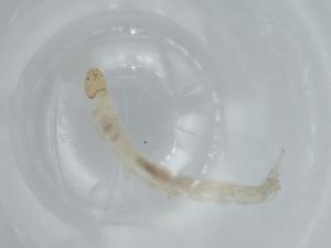  ( - BIOUG60013-A12)  @11 [ ] CreativeCommons - Attribution (2020) Centre for Biodiversity Genomics Centre for Biodiversity Genomics