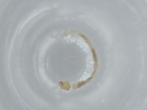  ( - BIOUG60013-A05)  @11 [ ] CreativeCommons - Attribution (2020) Centre for Biodiversity Genomics Centre for Biodiversity Genomics