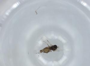  ( - BIOUG60013-G10)  @11 [ ] CreativeCommons - Attribution (2020) Centre for Biodiversity Genomics Centre for Biodiversity Genomics