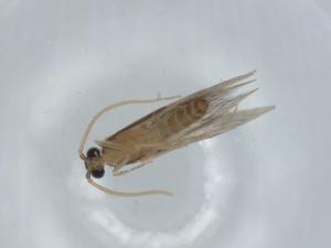  ( - BIOUG60304-C10)  @11 [ ] CreativeCommons - Attribution (2020) Centre for Biodiversity Genomics Centre for Biodiversity Genomics