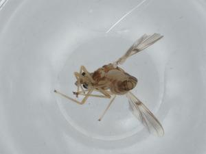  ( - BIOUG60308-B01)  @11 [ ] CreativeCommons - Attribution (2020) Centre for Biodiversity Genomics Centre for Biodiversity Genomics