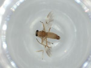  ( - BIOUG60309-C11)  @11 [ ] CreativeCommons - Attribution (2020) Centre for Biodiversity Genomics Centre for Biodiversity Genomics