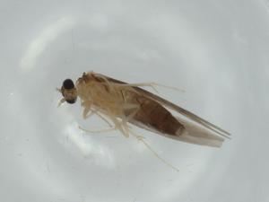  ( - BIOUG60309-G11)  @11 [ ] CreativeCommons - Attribution (2020) Centre for Biodiversity Genomics Centre for Biodiversity Genomics