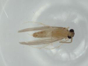  ( - BIOUG60309-H05)  @11 [ ] CreativeCommons - Attribution (2020) Centre for Biodiversity Genomics Centre for Biodiversity Genomics