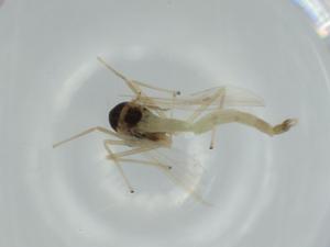  ( - BIOUG60311-D04)  @11 [ ] CreativeCommons - Attribution (2020) Centre for Biodiversity Genomics Centre for Biodiversity Genomics