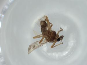  ( - BIOUG60311-G03)  @11 [ ] CreativeCommons - Attribution (2020) Centre for Biodiversity Genomics Centre for Biodiversity Genomics