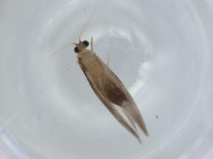  ( - BIOUG60312-G12)  @11 [ ] CreativeCommons - Attribution (2020) Centre for Biodiversity Genomics Centre for Biodiversity Genomics