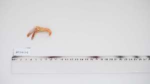  ( - APG-MD-2)  @11 [ ] Unspecified (default): All Rights Reserved (2028) Institut National de Recherche Halieutique, Maroc Institut National de Recherche Halieutique, Maroc